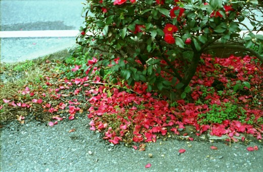 b0016043_22354441.jpg