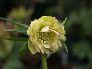 e0105760_17281349.jpg