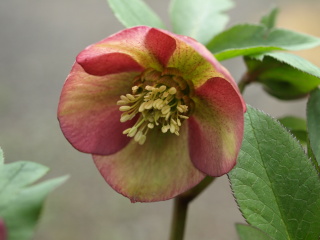 e0105760_17284447.jpg