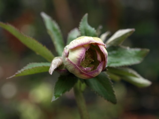 e0105760_1728533.jpg