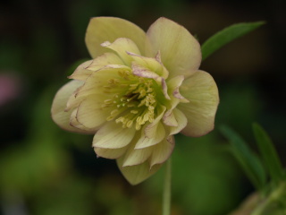 e0105760_17285845.jpg