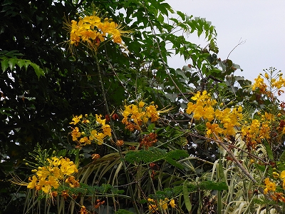b0101284_1583789.jpg