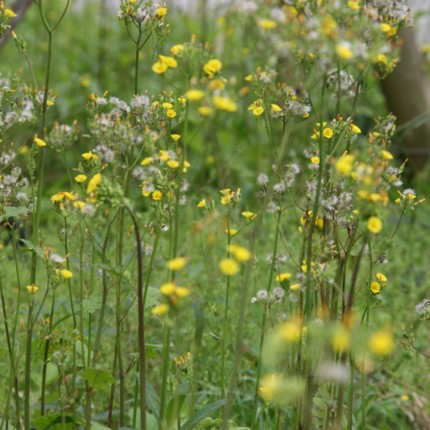 c0144185_1327549.jpg
