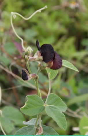 c0144185_1465621.jpg