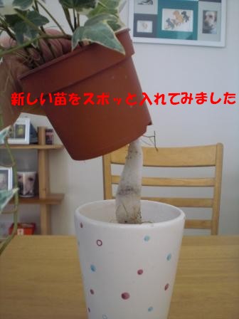 c0196992_757551.jpg