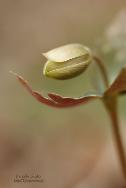e0008800_1640372.jpg