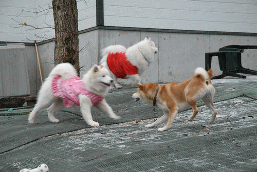 e0018604_16454369.gif