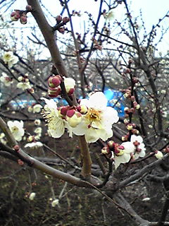 c0154819_2314524.jpg