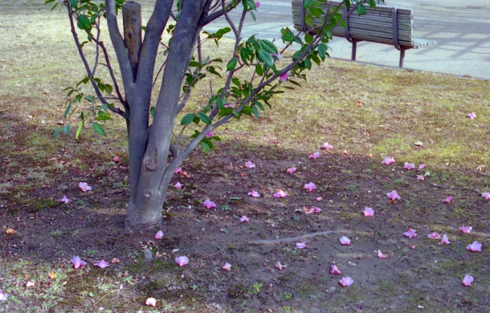 e0135024_955566.jpg