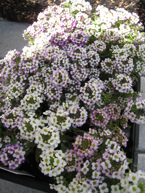 c0159828_16172951.jpg