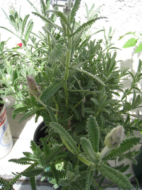 c0159828_16201495.jpg