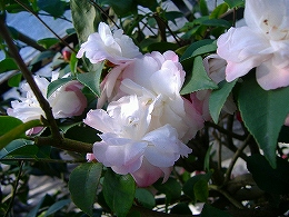 c0056437_160354.jpg