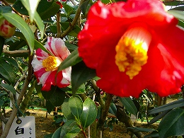 c0056437_16275194.jpg
