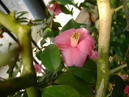 c0056437_1628928.jpg