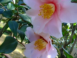 c0056437_167259.jpg