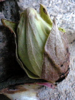 d0009952_21525165.jpg