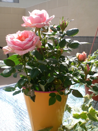 c0187677_60661.jpg