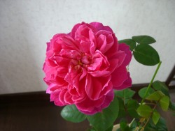c0078586_1130513.jpg