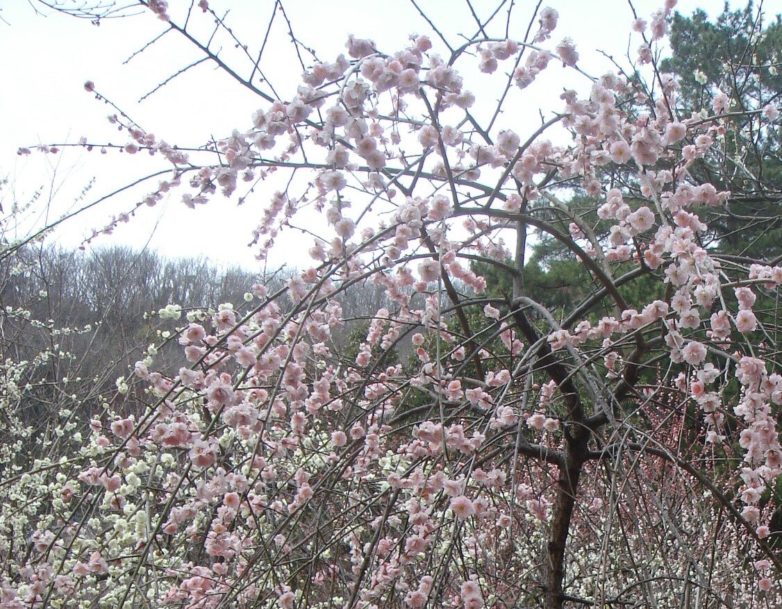 e0010302_1733683.jpg