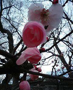 d0048332_2313399.gif