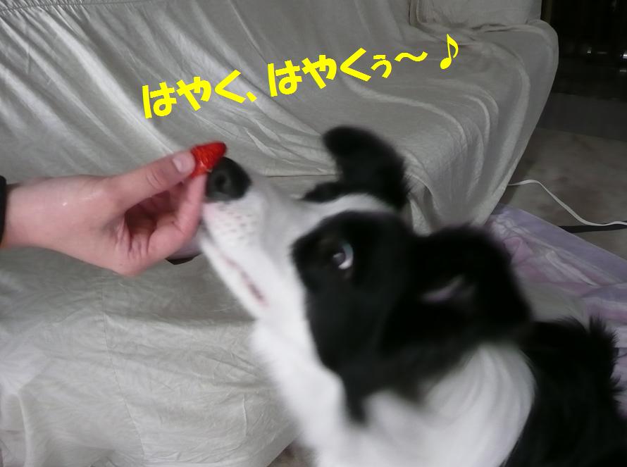 c0147241_1104149.jpg