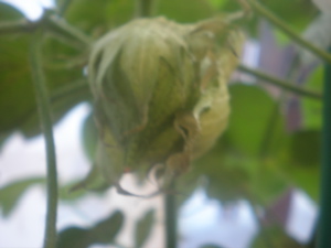 c0153444_7165277.jpg