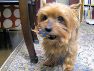 c0033145_22646.jpg
