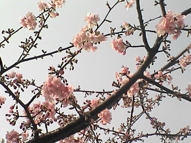 c0069380_1853819.jpg
