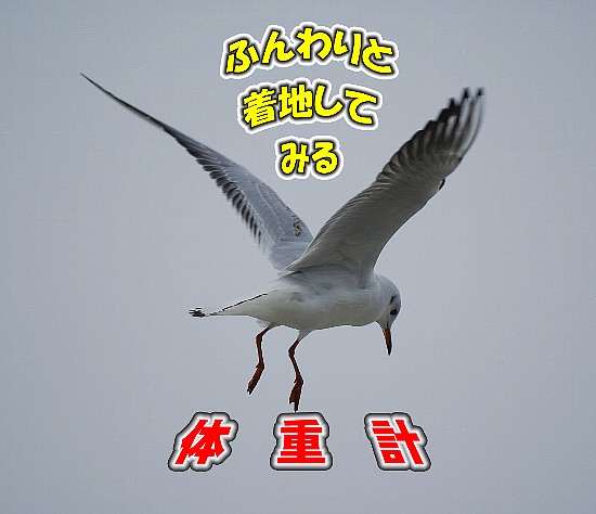 c0186592_7534889.jpg