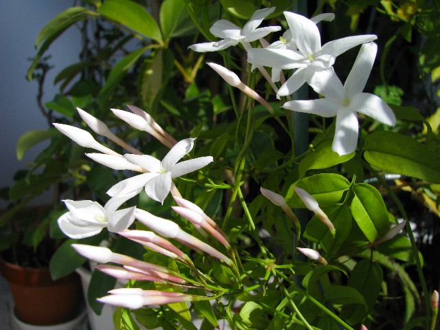 a0004023_1185447.jpg