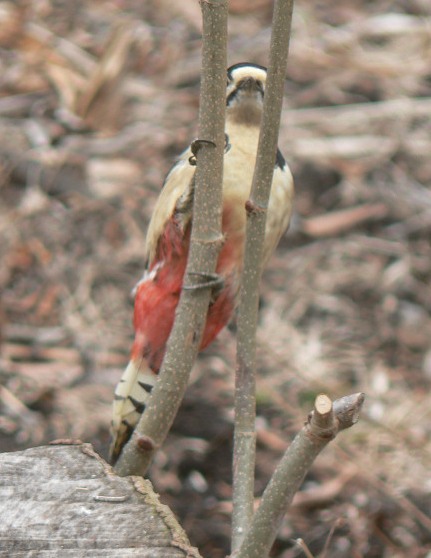e0136424_7441899.jpg