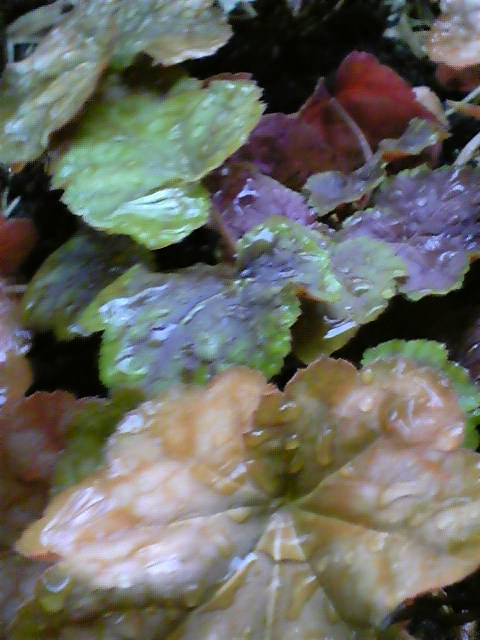 f0126060_1710617.jpg