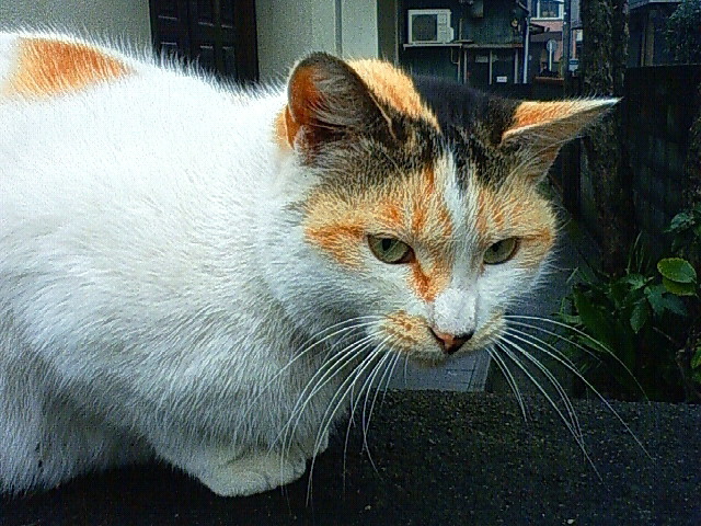 f0179947_0231661.jpg
