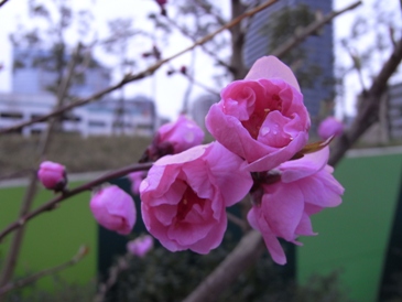 f0178471_20151221.jpg