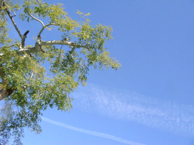 e0154682_2333772.jpg