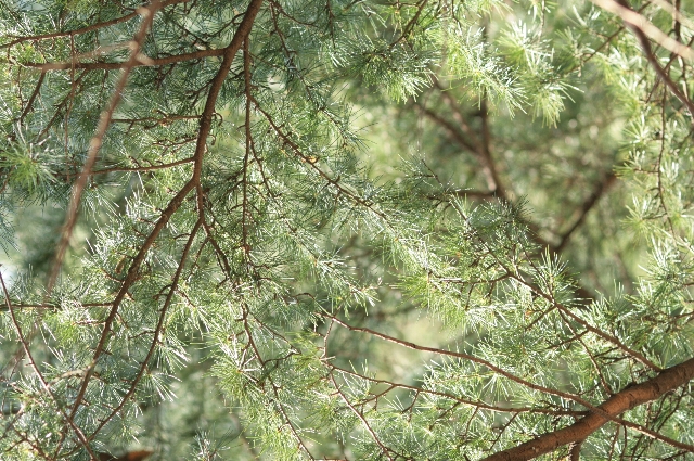 d0133693_1918891.jpg
