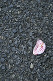 a0117102_21301769.jpg