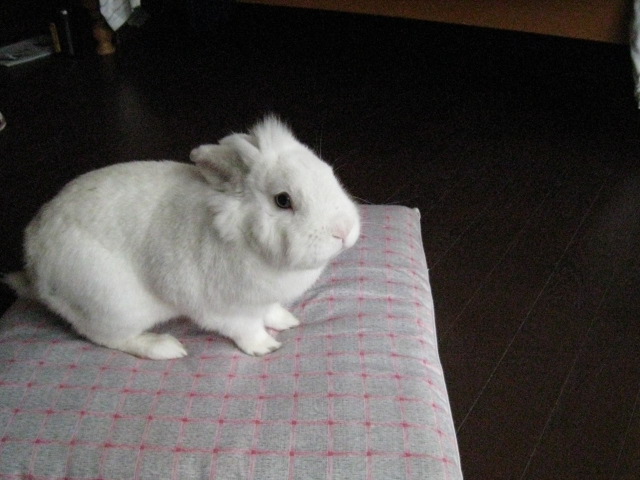 c0197220_13111521.jpg