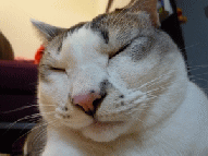 b0028524_19515279.gif