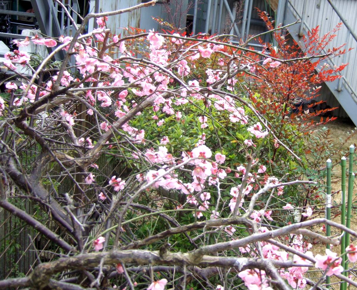 c0020725_13181758.jpg