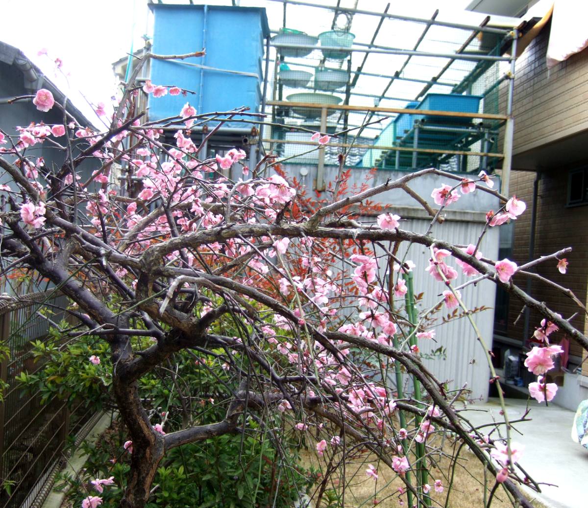 c0020725_13184072.jpg