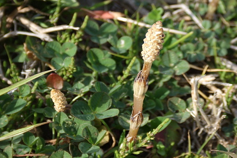 c0107861_1821058.jpg