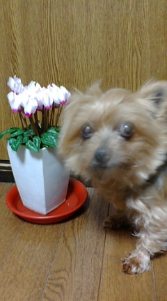 f0004180_2242827.jpg