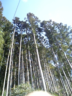e0100589_20432333.jpg
