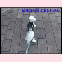 f0148595_2015127.gif
