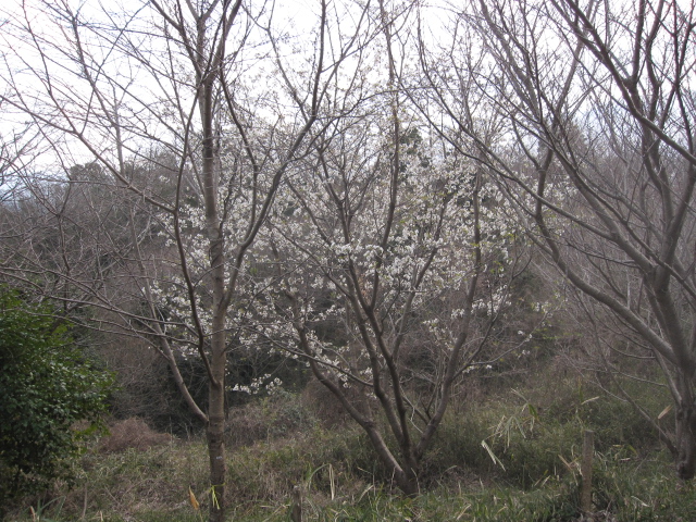 c0133096_17371739.jpg