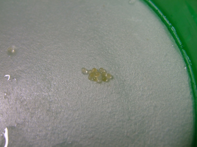 f0152308_20335450.jpg