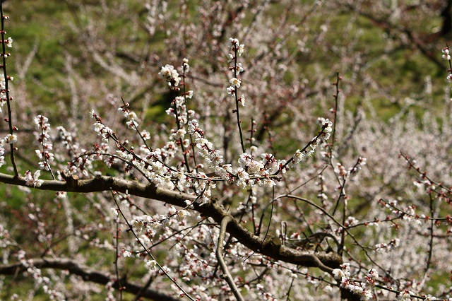 a0118913_20233723.jpg