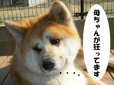 f0008935_15462182.gif