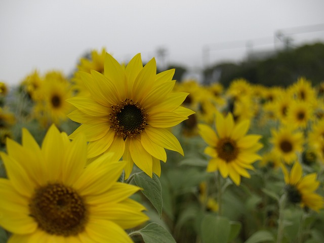 b0138768_11324633.jpg